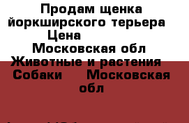 Продам щенка йоркширского терьера › Цена ­ 15 000 - Московская обл. Животные и растения » Собаки   . Московская обл.